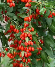 Plante cu efect medical Plante cu efect medical